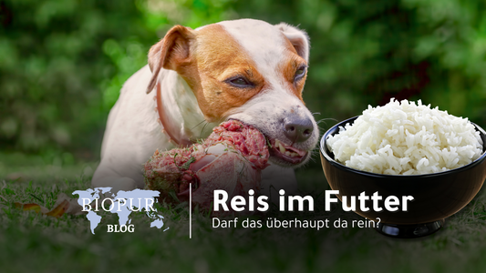 Reis im Hundefutter – Ein nährstoffreicher Bestandteil oder ein Risiko?