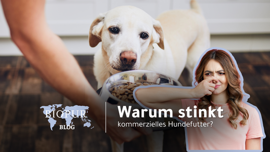 Warum stinkt kommerzielles Hundefutter? Ein frischer Blick auf Futtergerüche